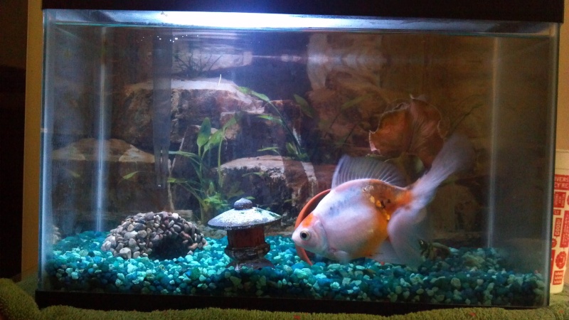 My goldfish Johnathan 2012-012