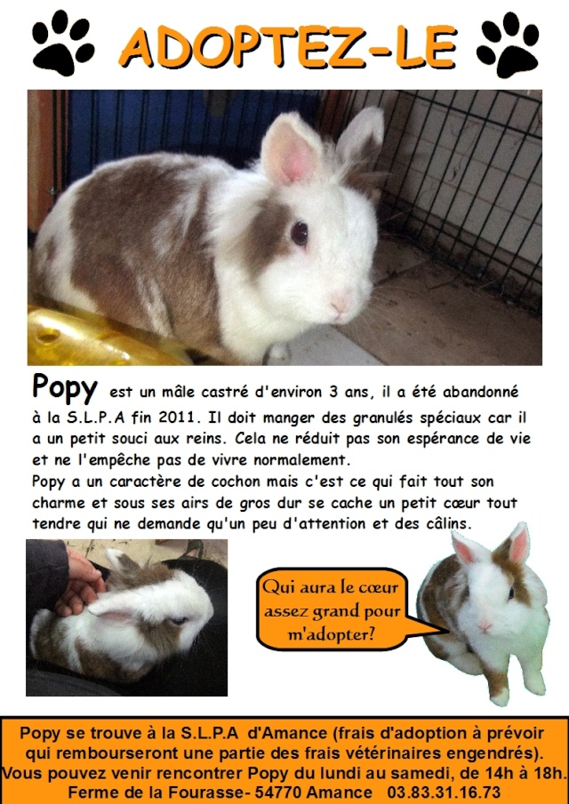 Popy, mâle blanc et brun d'environ 3 ans, castré - Page 2 Affich20