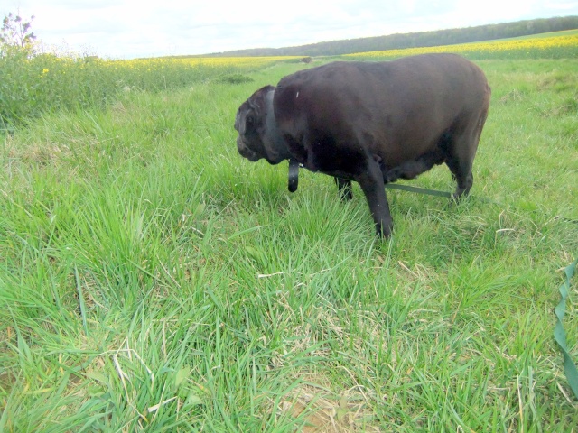 Aloa, femelle cane corso noire, née en 2005, vient d'être opérée. SLPA Amance Dscf0815