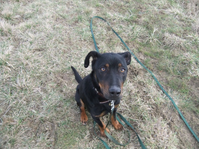 Garry, croisé beauceron, né en février 2011 - refuge SPA d'Amance Dscf9827