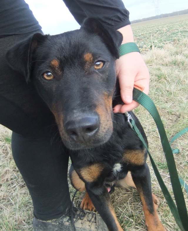 Garry, croisé beauceron, né en février 2011 - refuge SPA d'Amance Dscf9828