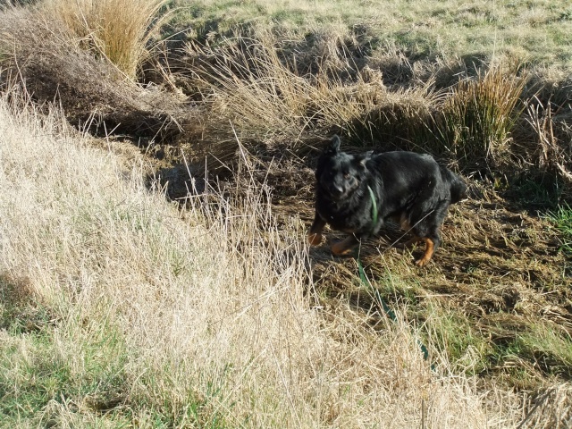 Frisca, croisée beauceron, née en fév 10, visible à Amance Dscf9922