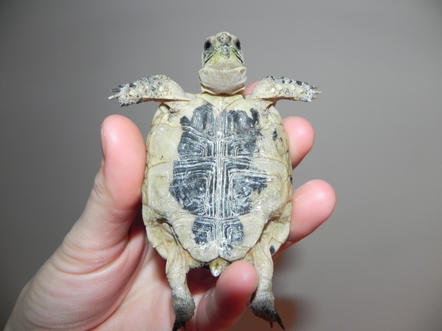 Identification de deux tortues Dscn3518