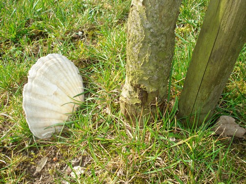 coquilles saint jacques - Coquille Saint Jacques - Page 3 Dsc06518