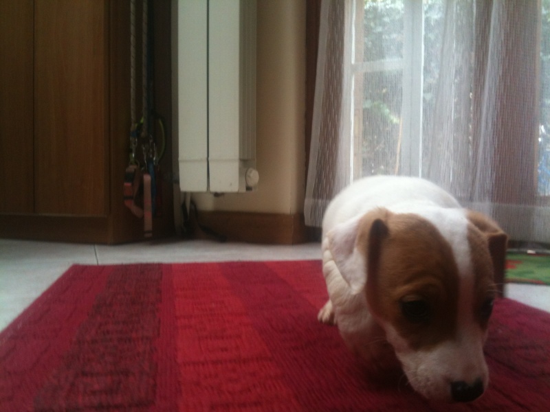 orecchie - ladies and gentlemen....my puppy!! - Pagina 2 Foto18