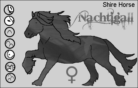 Shire Horse Nachti10