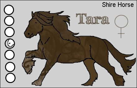 Shire Horse Shiret13