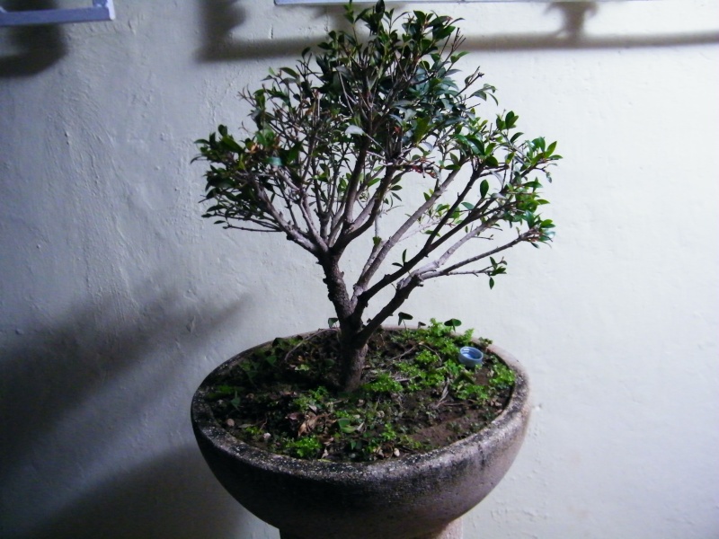 Pre-bonsai trees Dscf5410