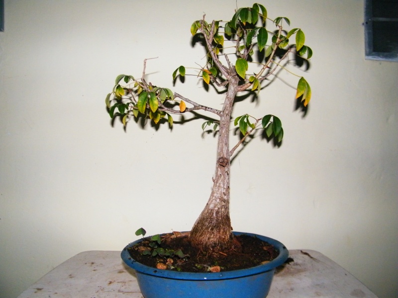 pre bonsai tree in a pot