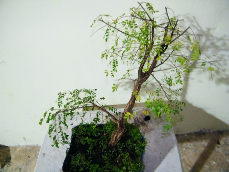 Pre-bonsai trees Dscf5412
