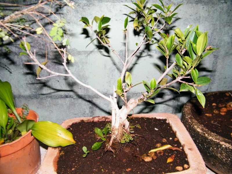 Pre-bonsai trees Dscf5413