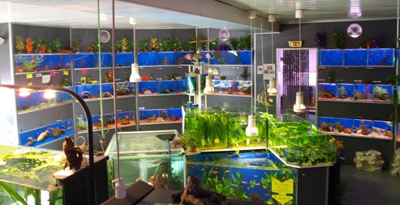thalassa-aquarium Untitl10