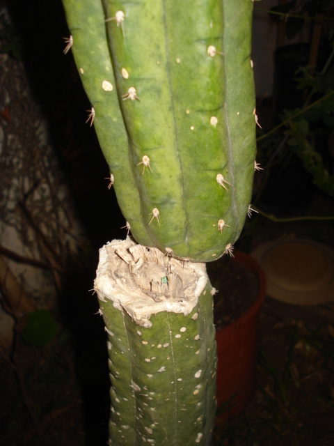 Pourriture sur cactus Cactus11