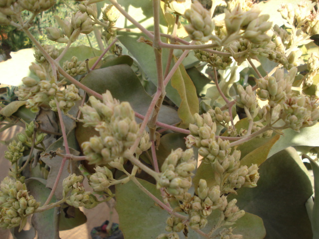 Plante grasse à identifier SVP Grasse16