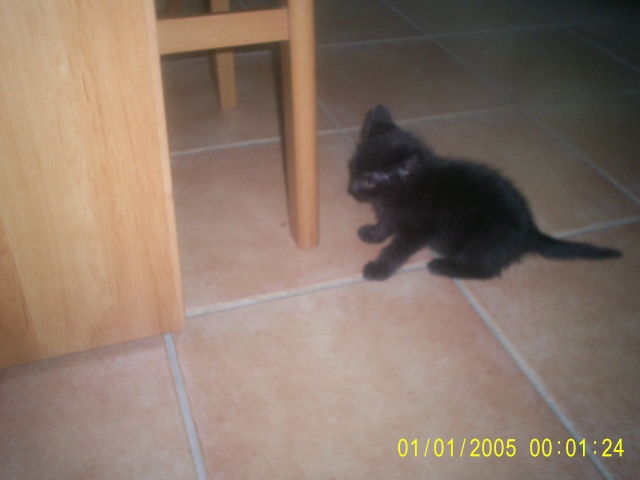 Petit chaton 1 mois  - Page 3 00310