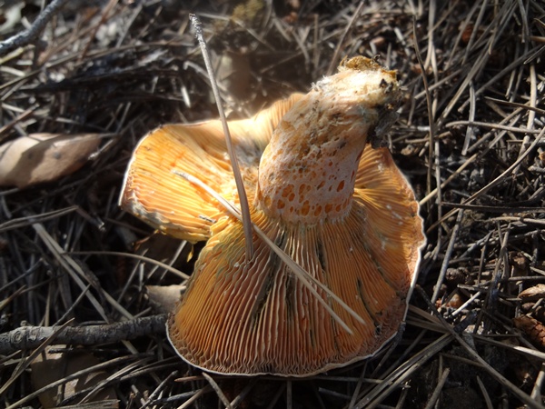 ROBELLONES (lactarius sp) Dsc01351