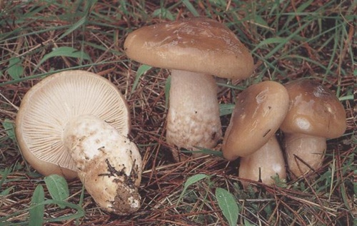 LLANEGAS (hygrophorus sp) Hygrop11