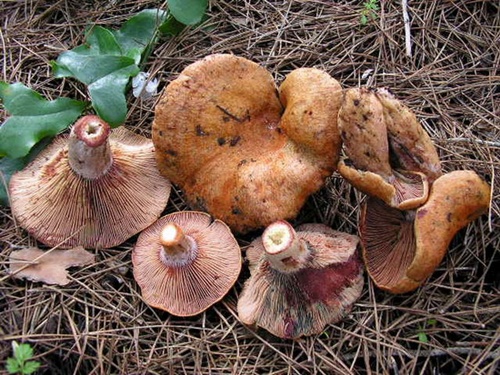 ROBELLONES (lactarius sp) Vinosu10