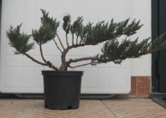 Come avete iniziato a fare bonsai? Dscn0511