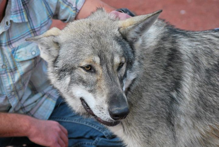 Anoki Ar Borin Braz mon chien-loup saarloos - Page 5 30121010