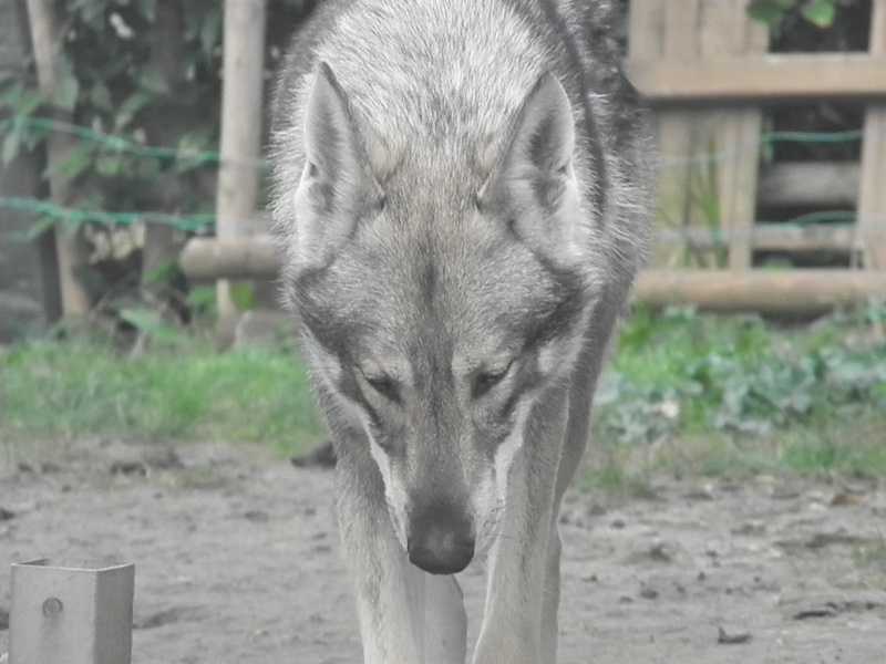 Anoki Ar Borin Braz mon chien-loup saarloos - Page 5 Pb080010