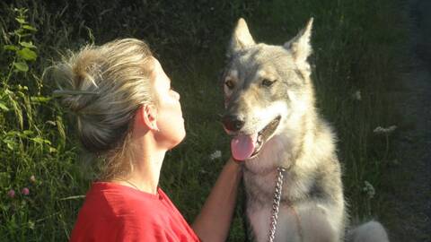 Anoki Ar Borin Braz Mon Chien Loup Saarloos Page 3