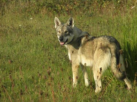 Anoki Ar Borin Braz Mon Chien Loup Saarloos