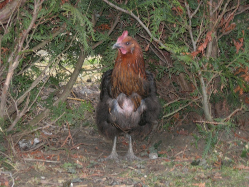 Poule ébouriffée Dscn5910