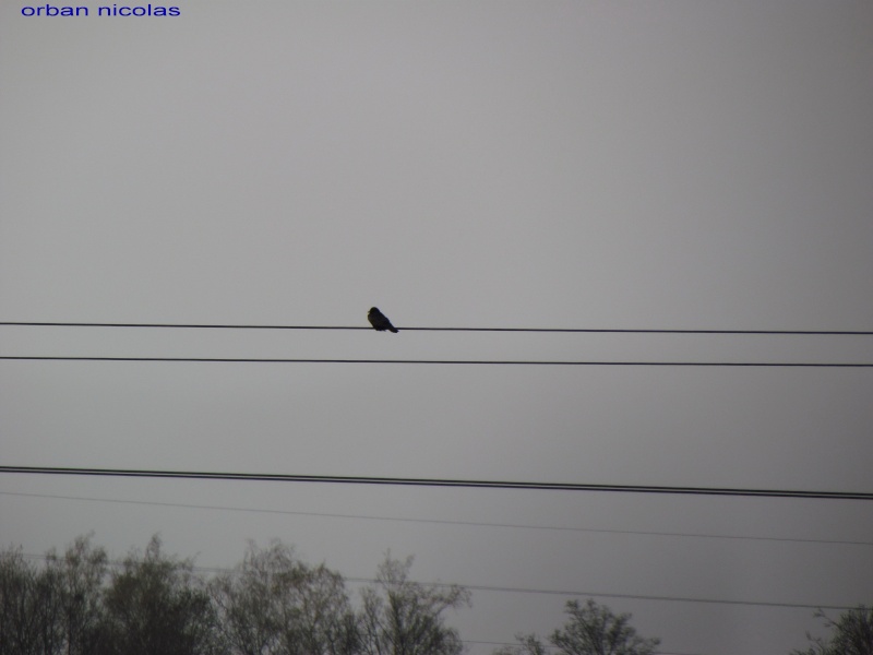 oiseau sur un fil électrique(je ne connais pas le nom,il est trop loin) Img_0811