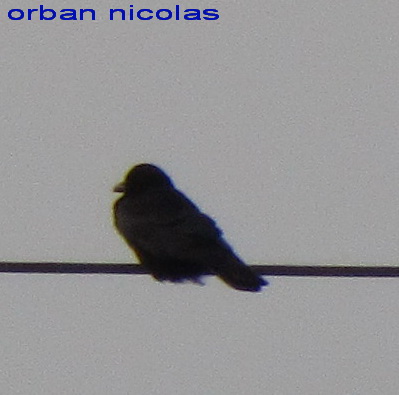 oiseau sur un fil électrique(je ne connais pas le nom,il est trop loin) Img_0812