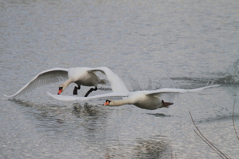 Sortie bord du Rhin 28/10/2012 0_311