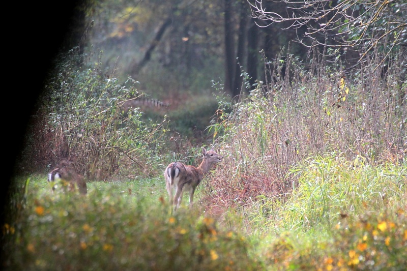 Sortie Illwald 26/10/2012 3_210