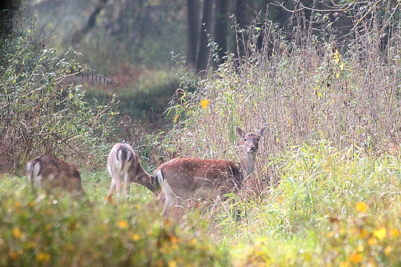 Sortie Illwald 26/10/2012 3_312