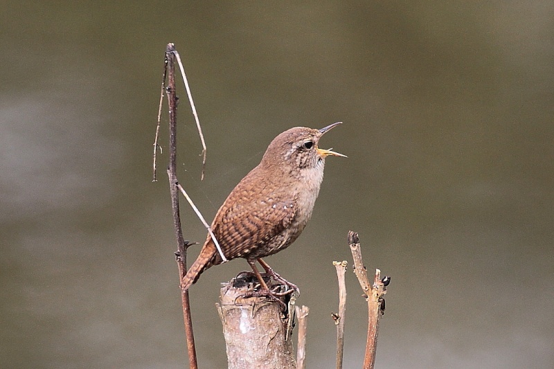 Sortie Illwald du 12/04/2012 3_510