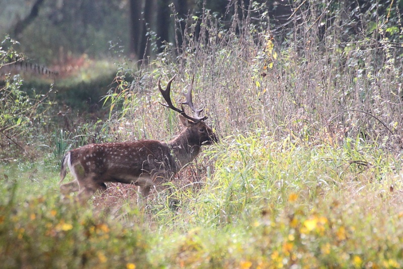 Sortie Illwald 26/10/2012 3_610