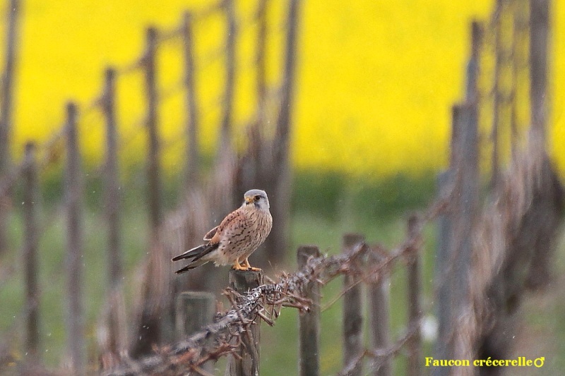 Sortie colline et plaine du 19/04/2012 A_710