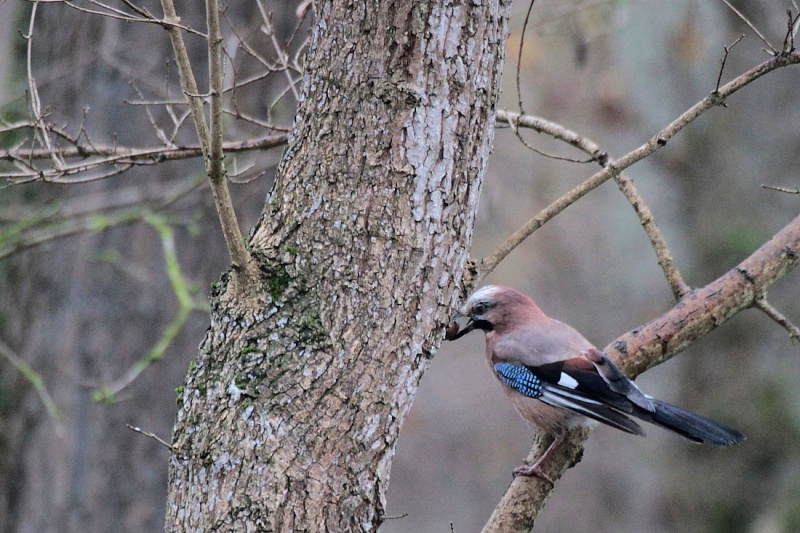 Sortie du 20 11 2012 Illwald Img_0177