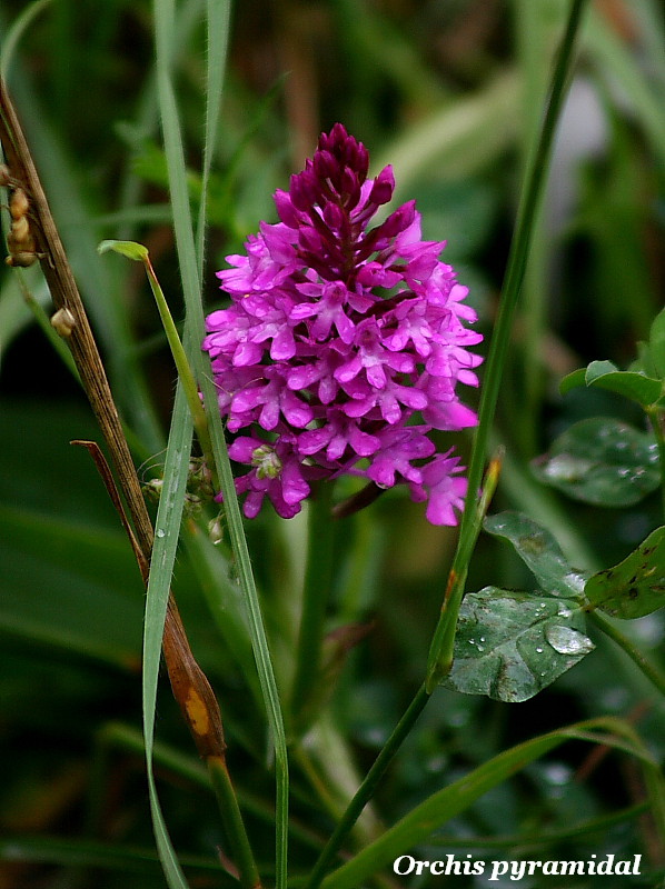 Fleurs : Orchidée sauvages Rhinau10