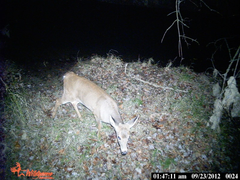 WGI s4 at the creek coon and deer 02410