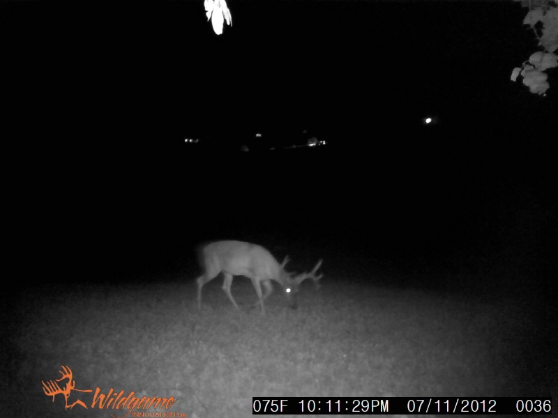 Some deer WGI ir2 02810