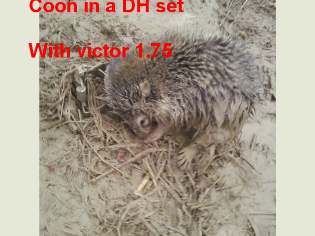 Raccoon trapping  42225110