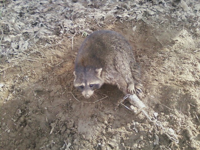 1st check of my trapping season Coon_210