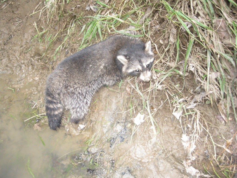 Raccoon trapping  Coontr12