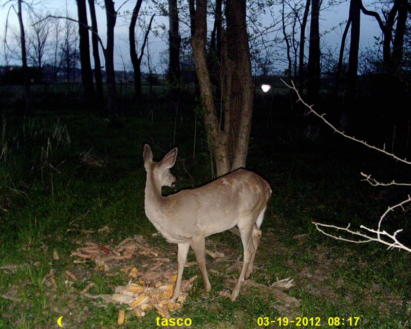 A few deer on the tasco (1.3 mp mode) Sunp0024
