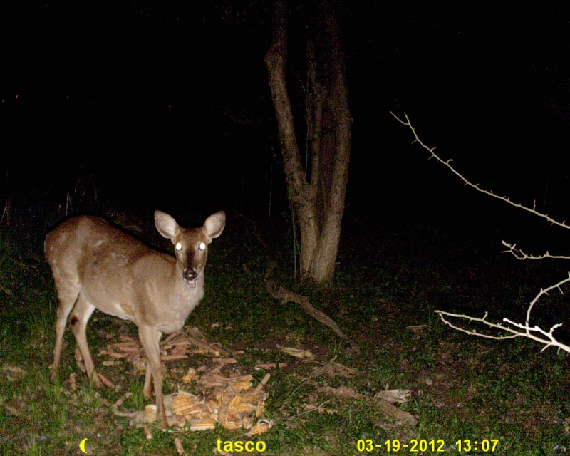 A few deer on the tasco (1.3 mp mode) Sunp0028