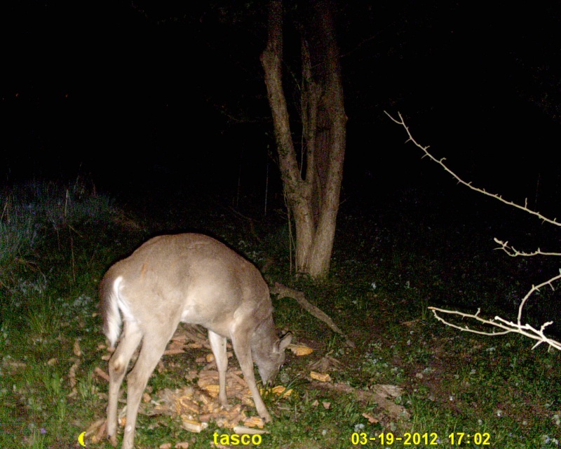 A few deer on the tasco (1.3 mp mode) Sunp0029