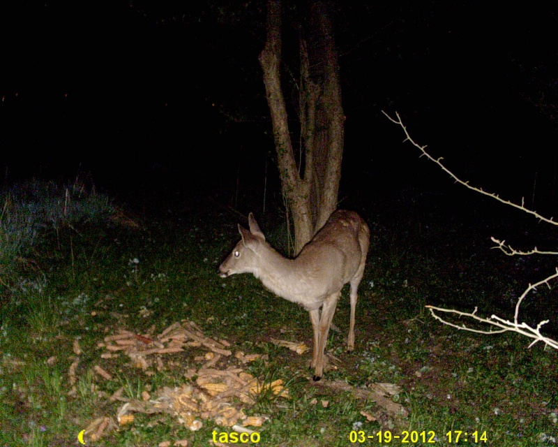 A few deer on the tasco (1.3 mp mode) Sunp0030