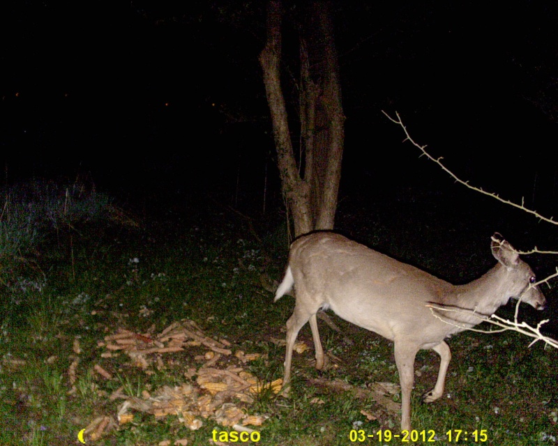 A few deer on the tasco (1.3 mp mode) Sunp0031