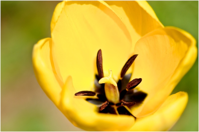 tulipe 3 _dsc7321