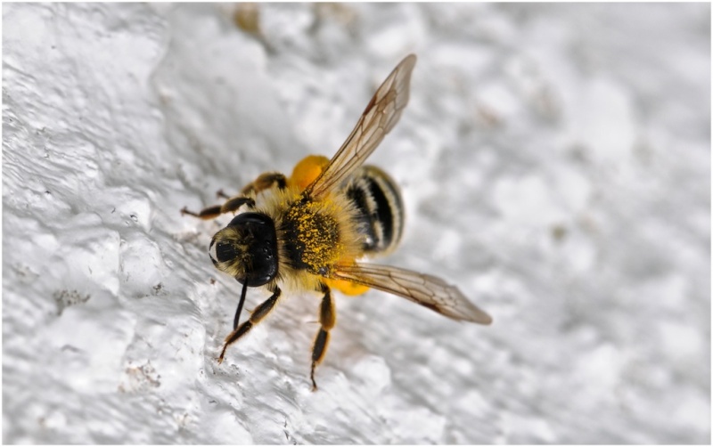 petite abeille _dsc8510